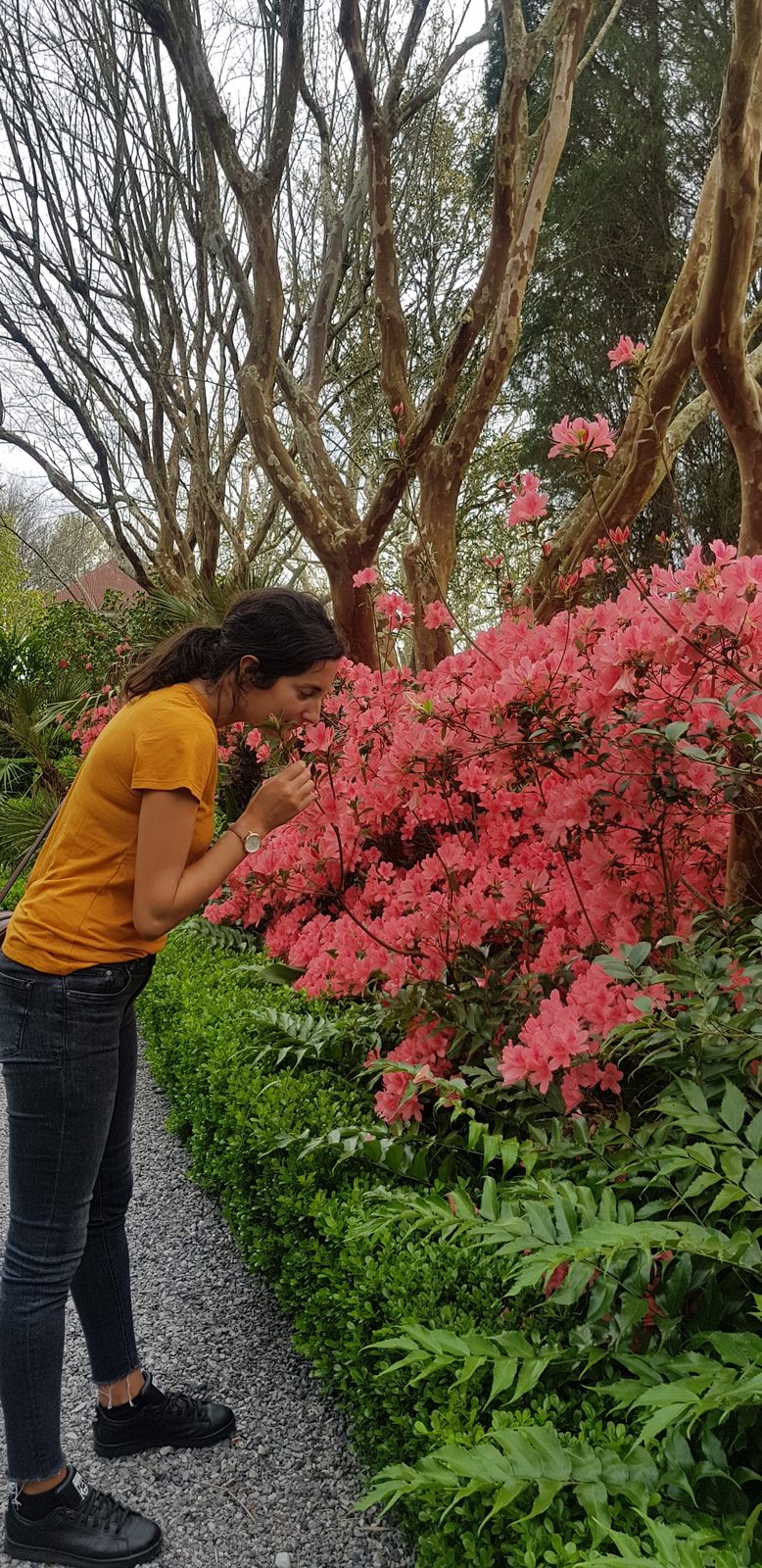 Les azalées en fleurs