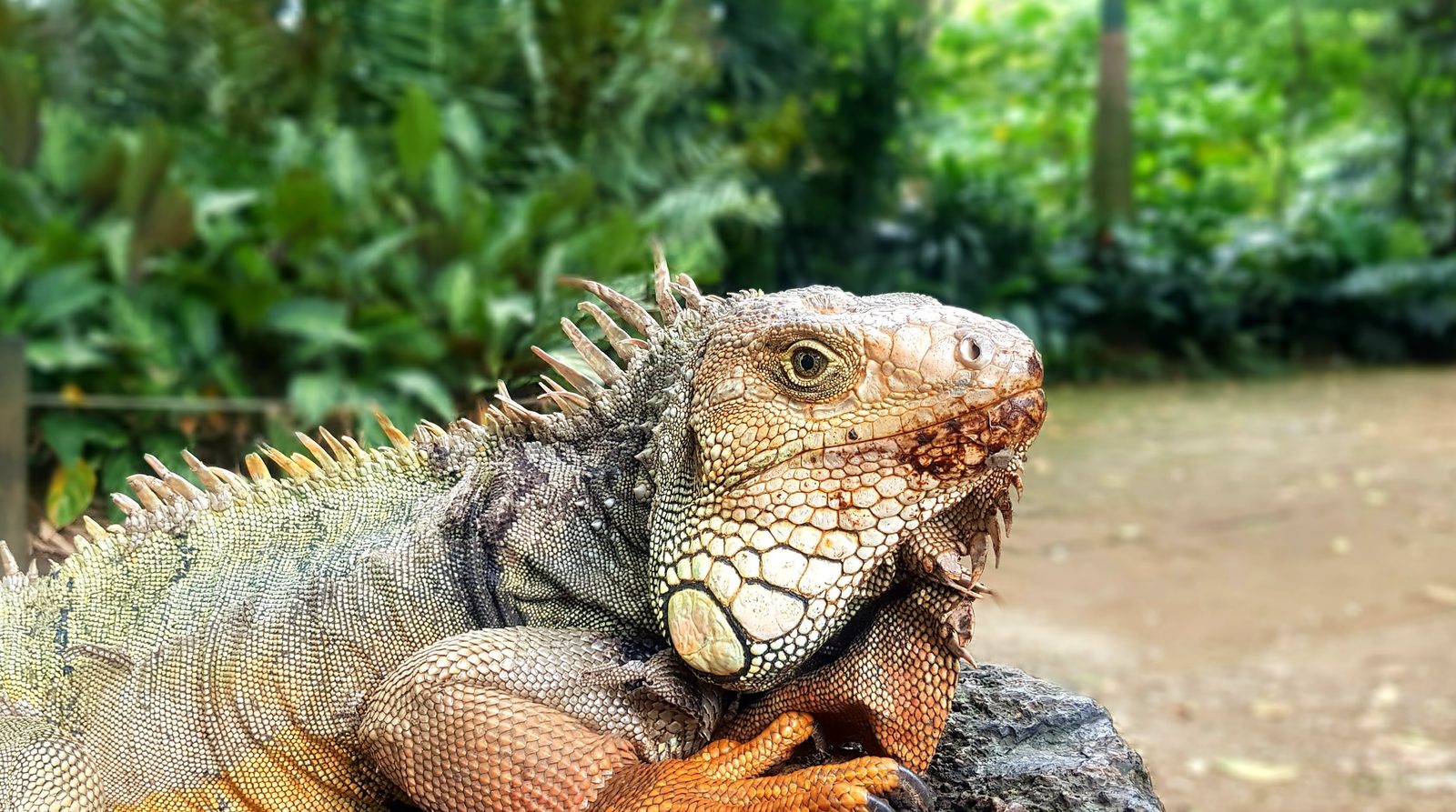 Un iguane au jardin botanique