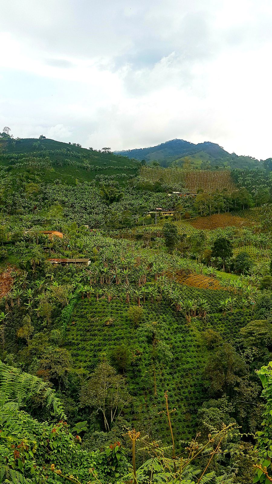 Les collines de café