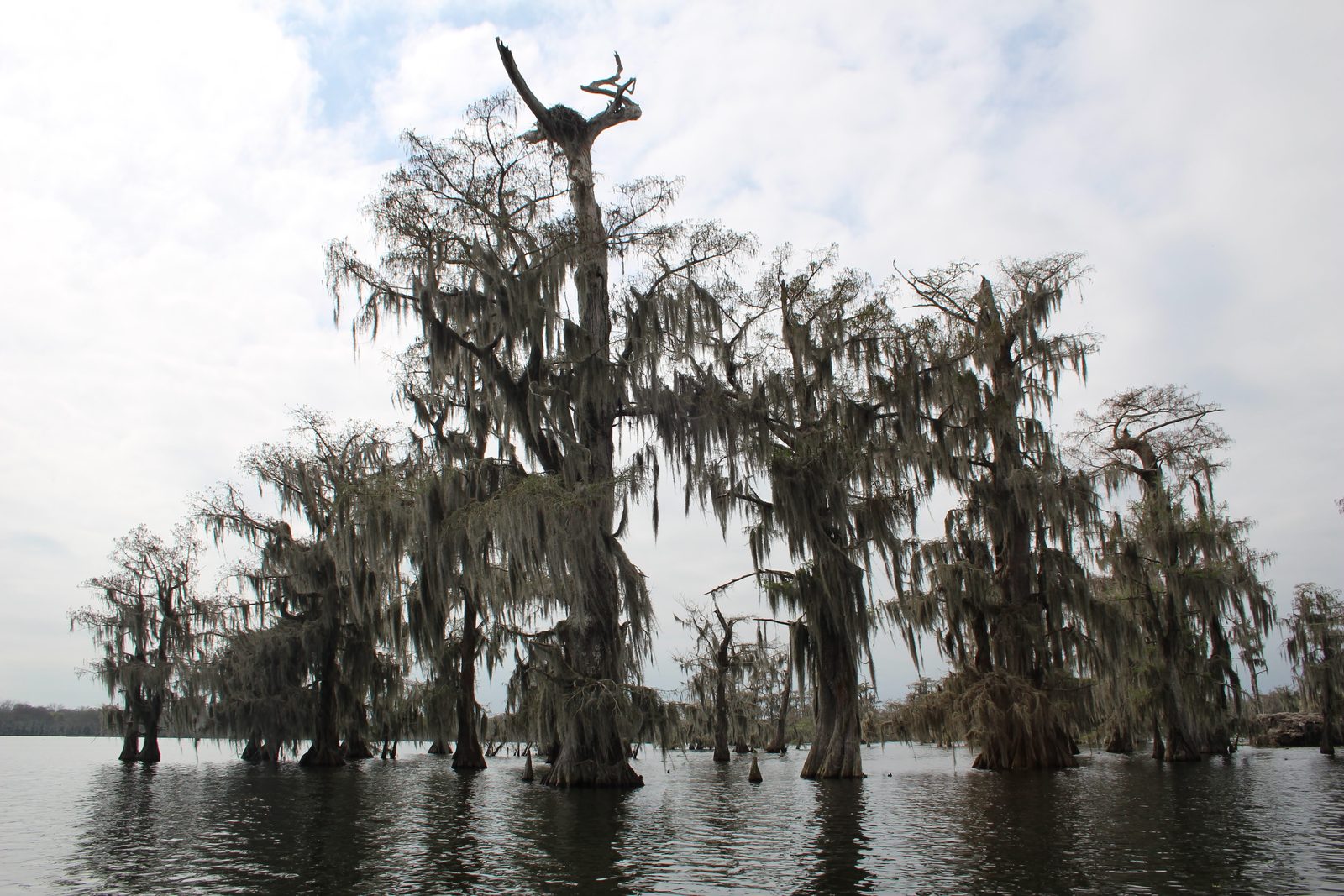 Au cœur du pays cajun