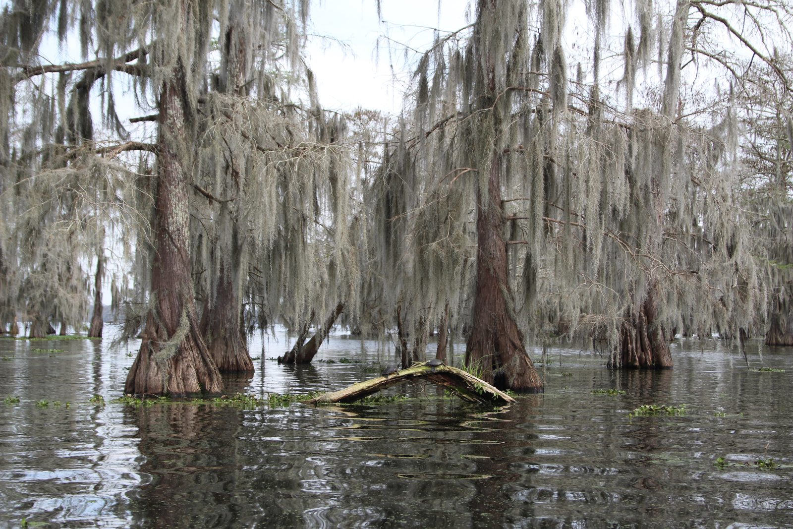 The bayou