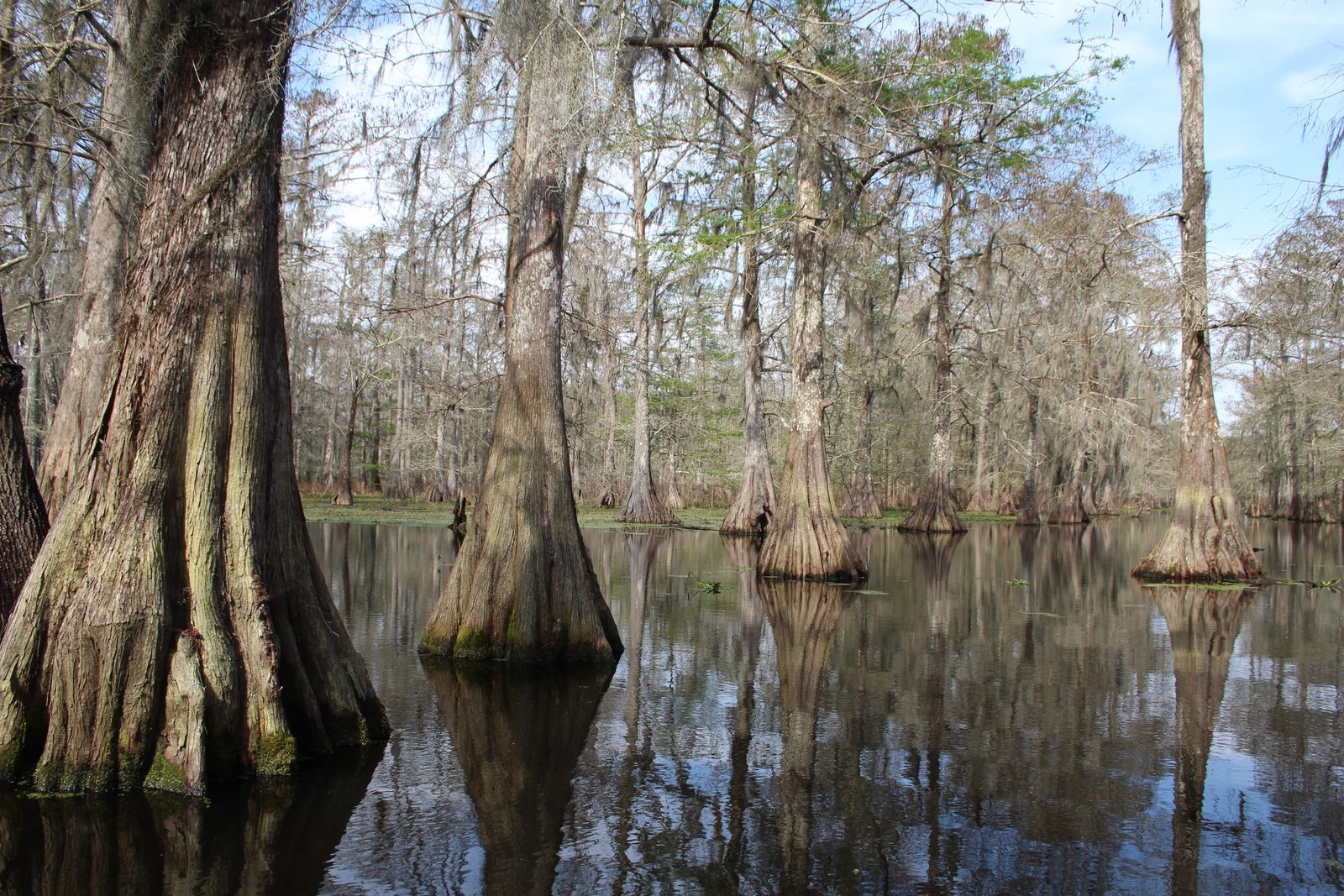 Spanish moss over the bayou