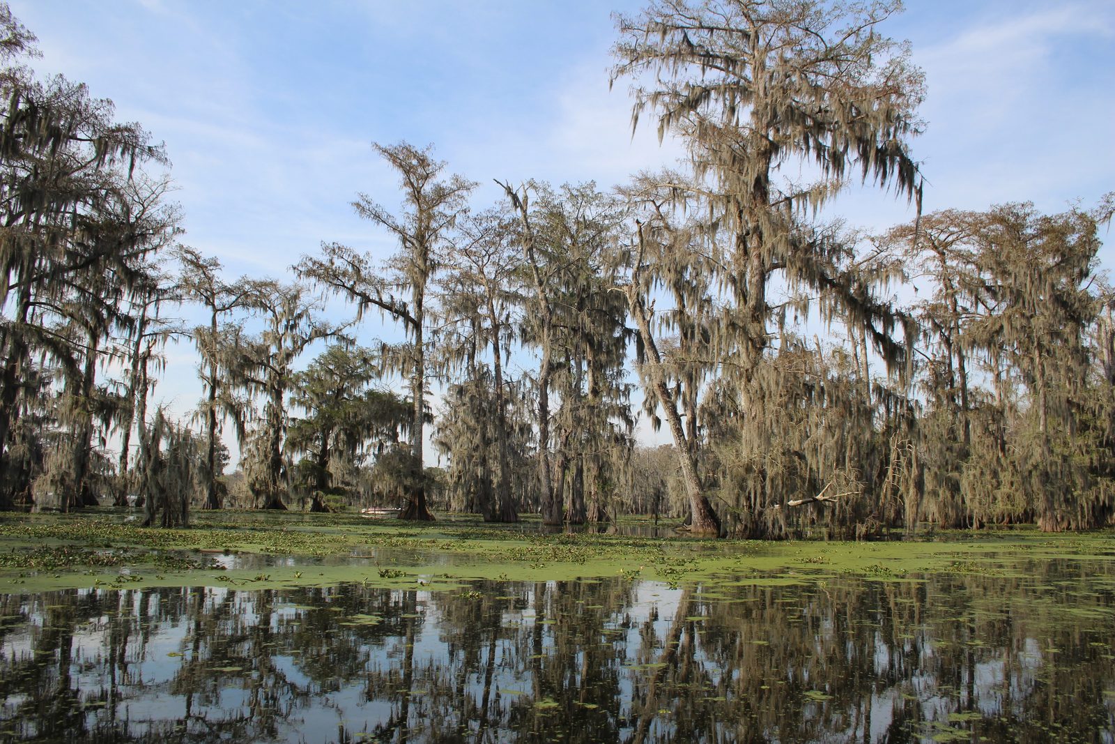 Reflections in the bayou