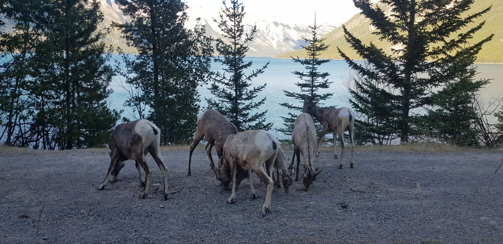 Des mouflons au bord du lac Minnewanka
