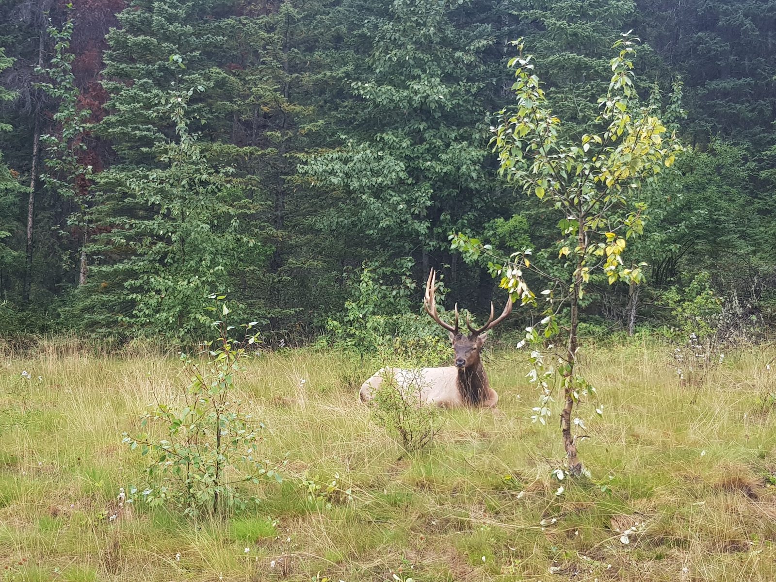 Un wapiti au bord de la route