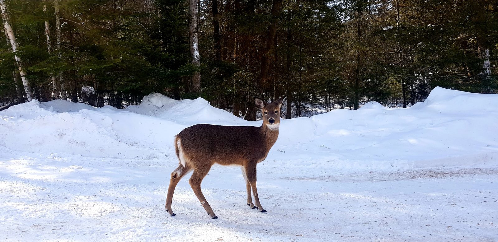 Les cerfs du parc Oméga