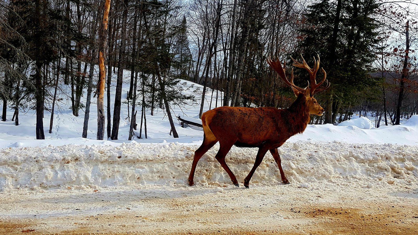 Un wapiti