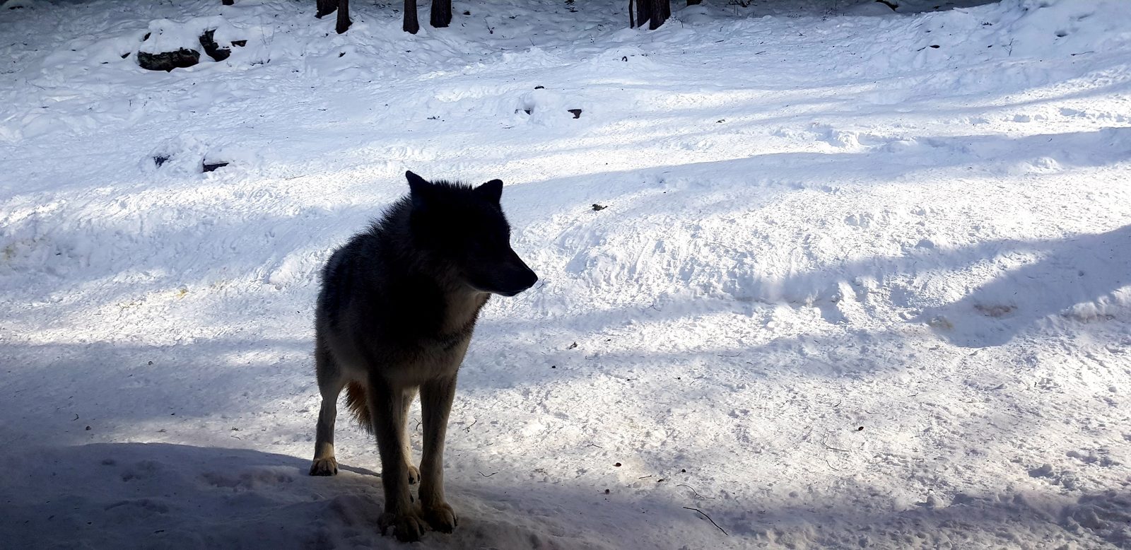 Un loup