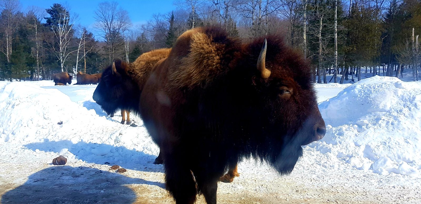 Un bison