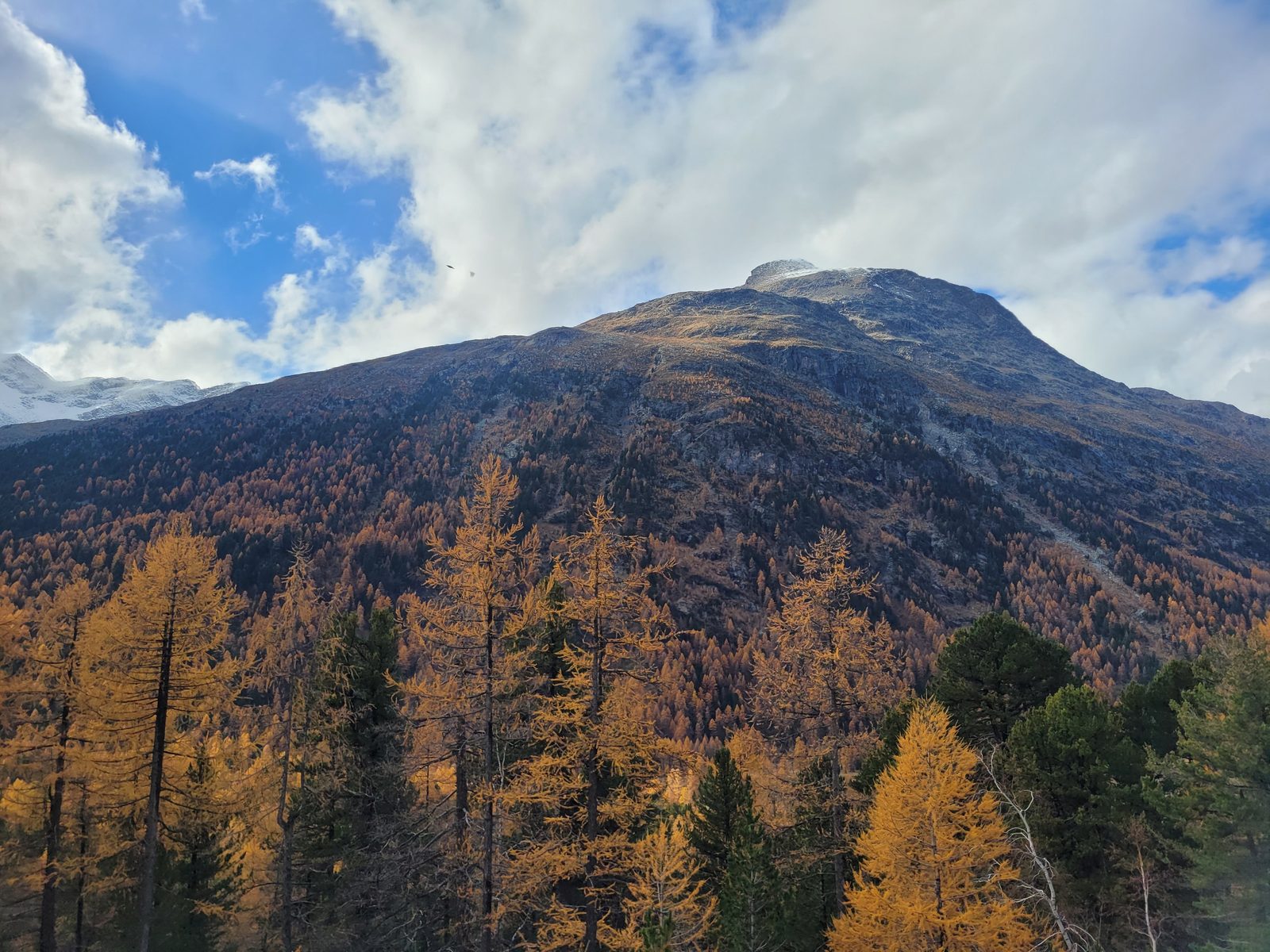 Les mélèzes dorés de la Haute-Engadine