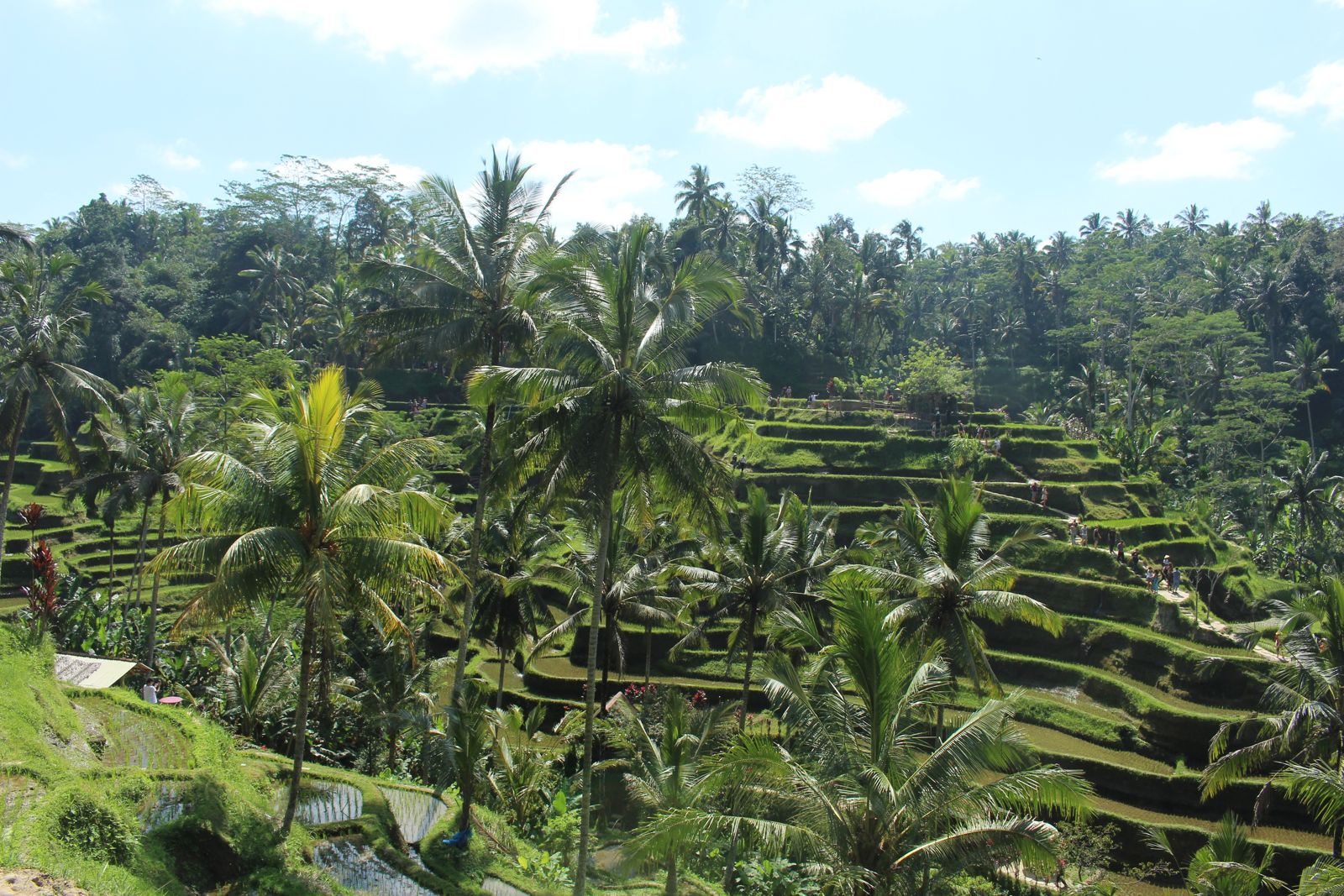 Exploration d'Ubud: Rizières, gastronomie et spectacles - Carnet de voyage