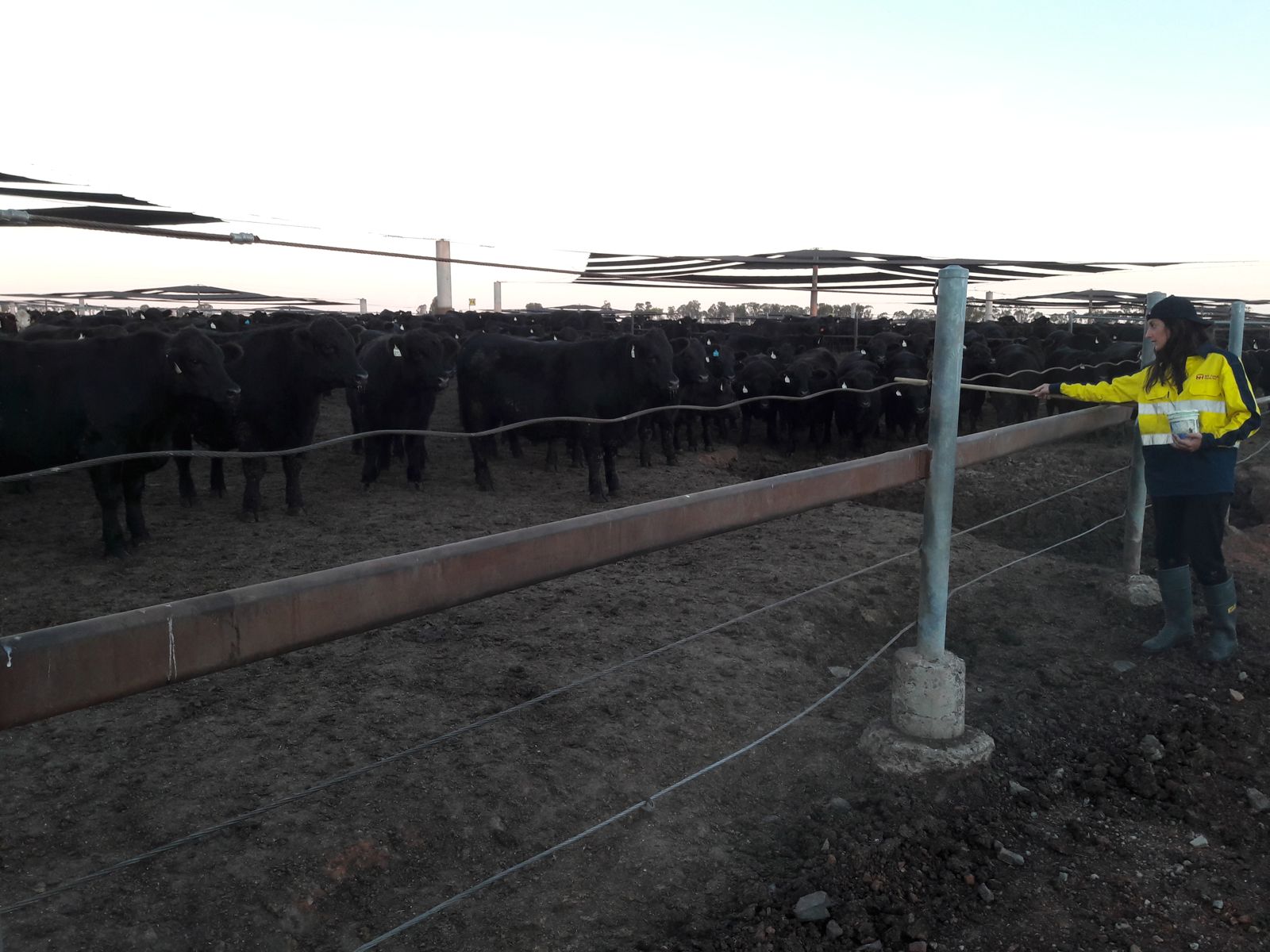 Travail à la ferme en Australie : Récit d'une expérience inattendue