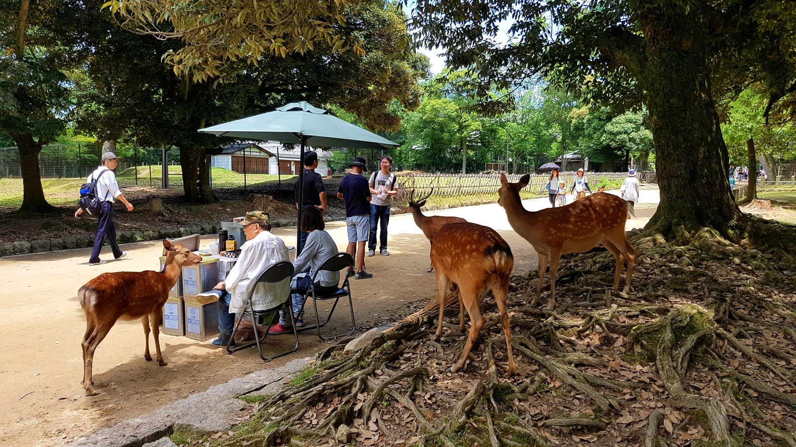 Découverte de Nara : Entre daims et légendes japonaises