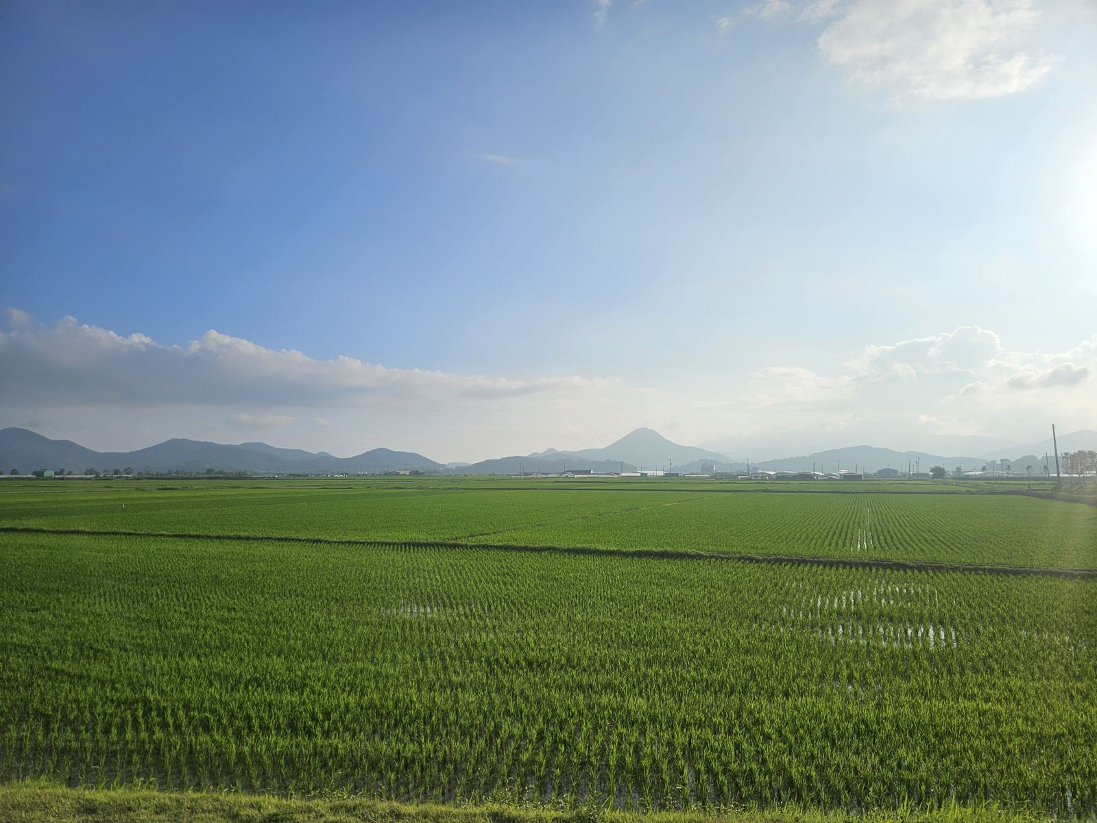 Vaste champ de rizières verdoyantes sous un ciel ensoleillé, avec des montagnes à l'horizon.