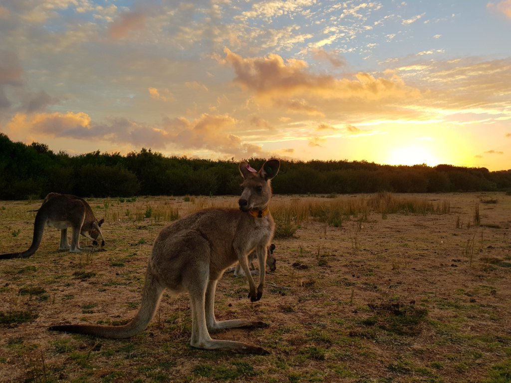 Un Nouvel An Inoubliable à Melbourne : Feux d&rsquo;Artifice et&nbsp;Fêtes