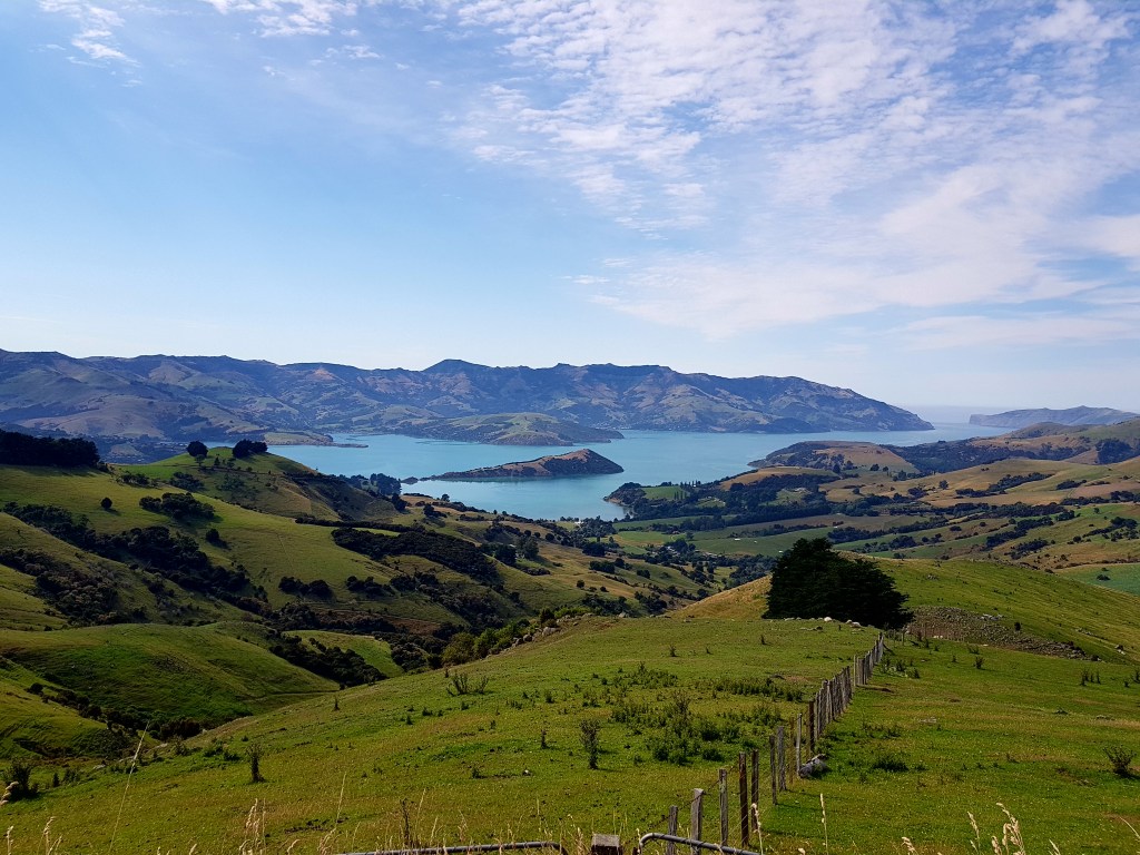 Rencontre des dauphins Hector à Akaroa : Une expérience inoubliable en Nouvelle-Zélande