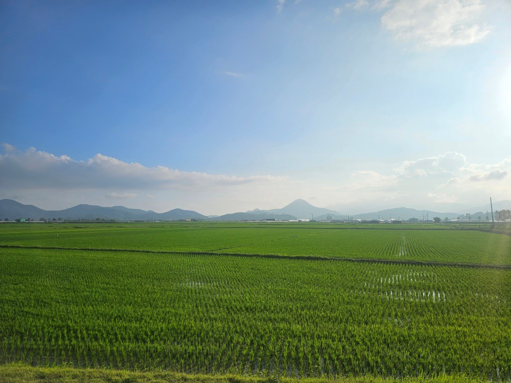 Vaste champ de rizières verdoyantes sous un ciel ensoleillé, avec des montagnes à l'horizon.