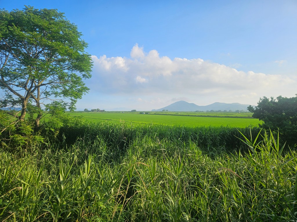 Vue panoramique de champs de riz verdoyants sous un ciel bleu avec quelques nuages, entourés de montagnes à l'arrière-plan.